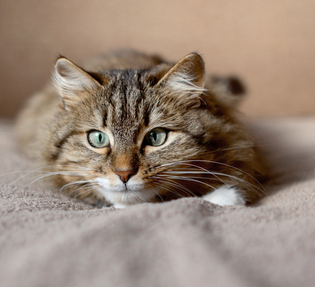 Les chats stérilisés prennent-ils réellement du poids? 