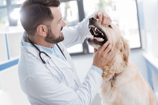 Comment prendre soin de l’hygiène dentaire de votre chien ?