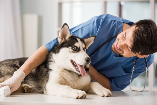 When should I see my veterinarian?