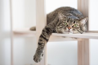 Is it true sterilized cats gain weight?