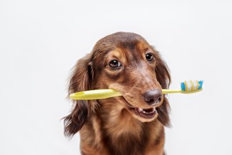 Brosser les dents de votre chien sans brosse à dents ? C’est possible !