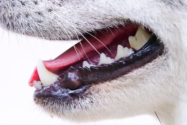 How to take care of your dog’s dental hygiene?